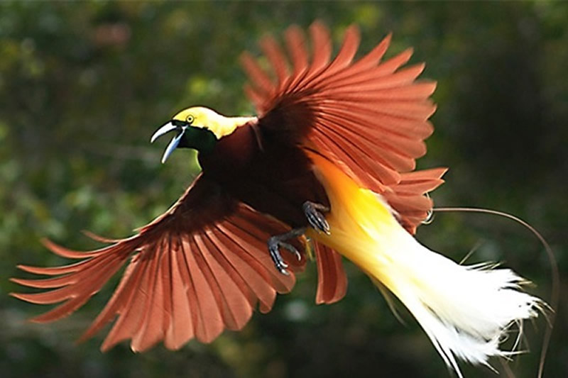 bird-papua-island