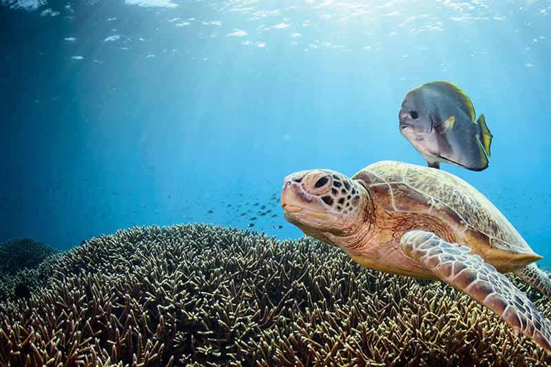 diving