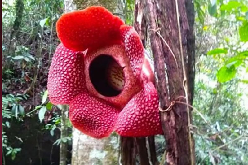 raflesia sumatera island