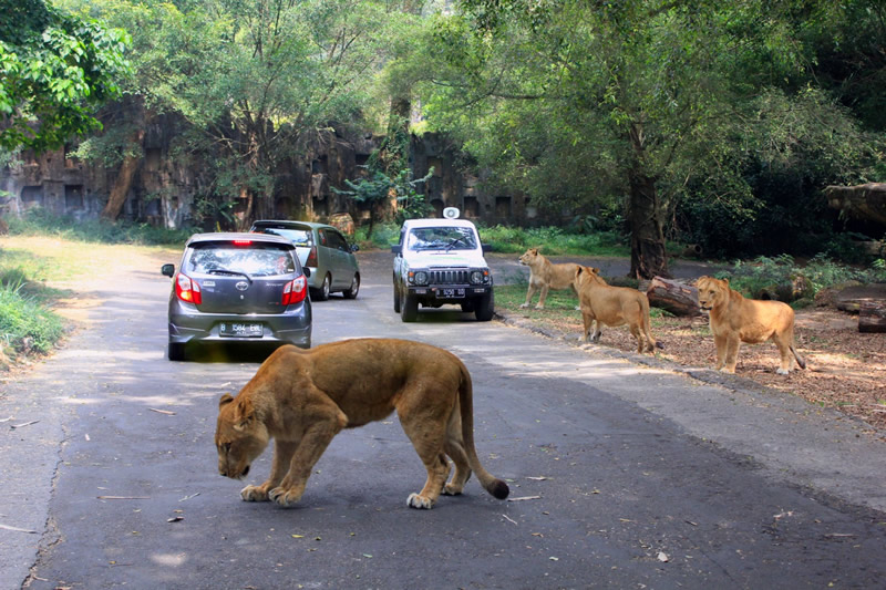safari park